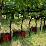 Apartman Weingut Messnerhof