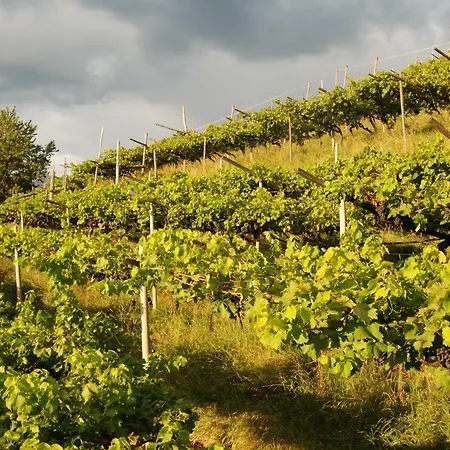 Weingut Messnerhof