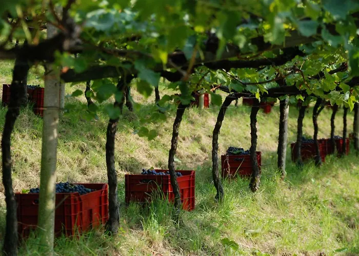 Lejlighed Weingut Messnerhof