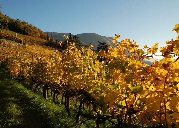 Weingut Messnerhof *
